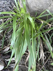 Brachypodium sylvaticum