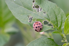 Henosepilachna vigintioctopunctata