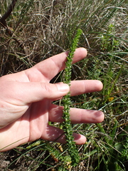 Selago rotundifolia
