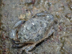 Leptodius affinis