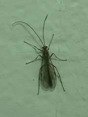 Ophion obscuratus