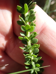Selago rotundifolia