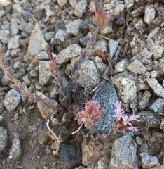 Monardella australis cinerea