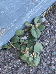 Alternanthera pungens