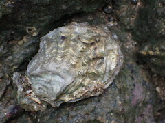 Saccostrea cuccullata