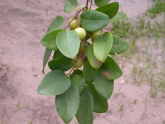 Pseudolachnostylis maprouneifolia