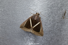 Chalciope mygdon