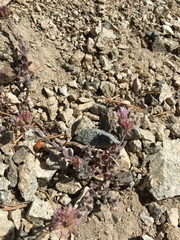 Monardella australis cinerea