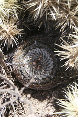 Mammillaria chionocephala