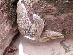 Stichaster australis