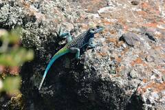 Acanthocercus cyanogaster