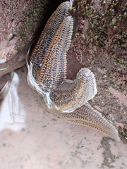 Stichaster australis