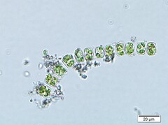 Thalassiosirales