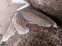 Stichaster australis