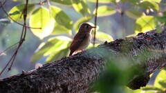 Muscicapa muttui