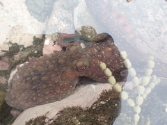 Macroctopus maorum