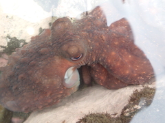 Macroctopus maorum