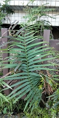 Pteris vittata
