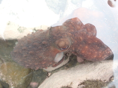 Macroctopus maorum