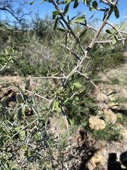 Sarcomphalus obtusifolius