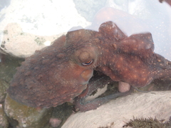 Macroctopus maorum
