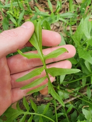 Rorippa laciniata