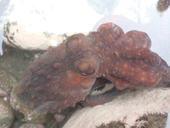 Macroctopus maorum
