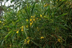 Acacia saligna