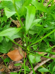 Rorippa laciniata