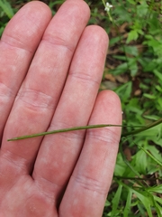 Rorippa laciniata