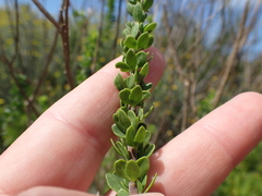Selago rotundifolia