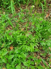 Rorippa laciniata
