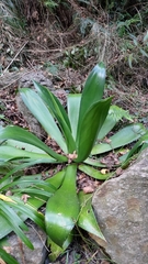 Agave