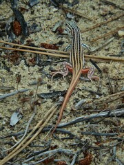 Acanthodactylus erythrurus