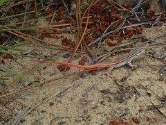 Acanthodactylus erythrurus