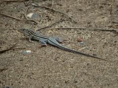 Acanthodactylus erythrurus