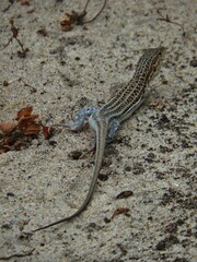 Acanthodactylus erythrurus