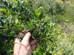 Rhamnus prinoides
