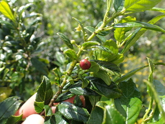 Rhamnus prinoides