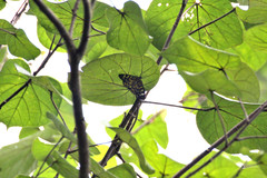 Dysphania subrepleta