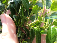Rhamnus prinoides