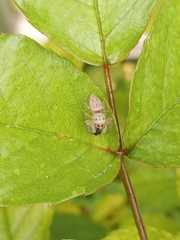 Opisthoncus polyphemus