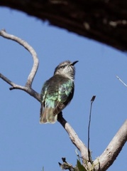 Chrysococcyx lucidus