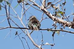 Chrysococcyx lucidus