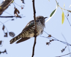 Chrysococcyx lucidus