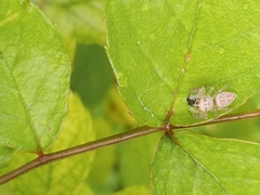 Opisthoncus polyphemus