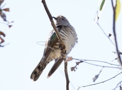 Chrysococcyx lucidus