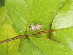 Opisthoncus polyphemus