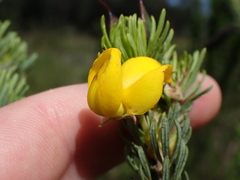 Cyclopia pubescens