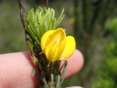 Cyclopia pubescens